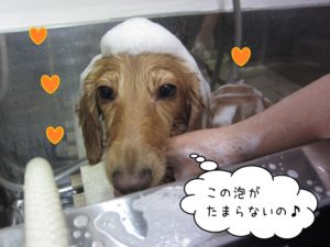 シャンプー中ミニチュアダックス