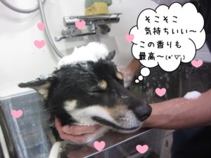 シャンプー中柴犬