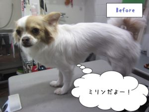 カット前チワワ