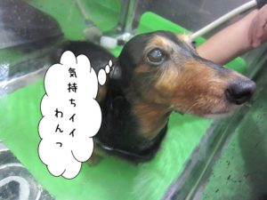 スパ中ミニチュアダックス