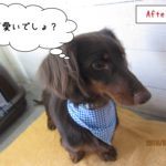 ななめからミニチュアダックス