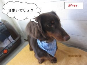 ななめからミニチュアダックス