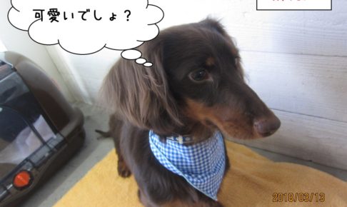 ななめからミニチュアダックス