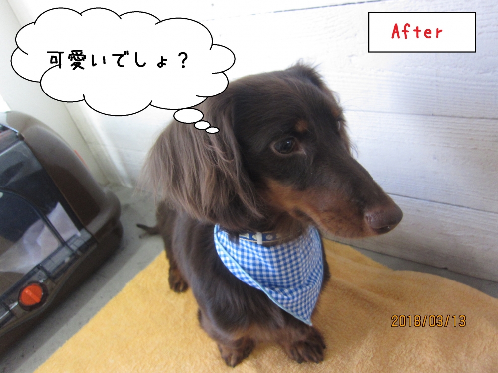 ななめからミニチュアダックス