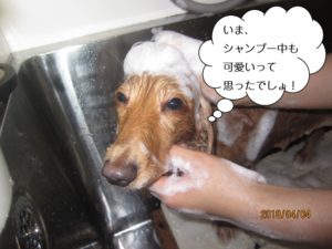 シャンプー中ミニチュアダックス