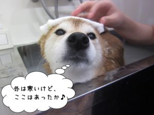 スパ中柴犬