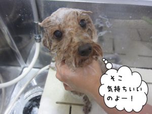 シャンプー中トイプードル