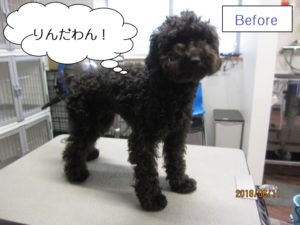 カット前黒トイプードル