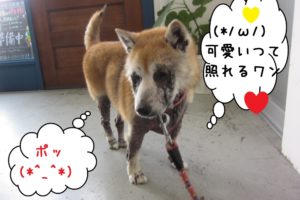 歩く柴犬