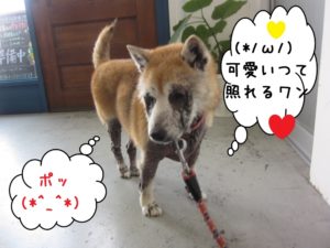 歩く柴犬