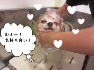 シャンプー中チワワ
