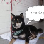 おすわりくつろぎ柴犬