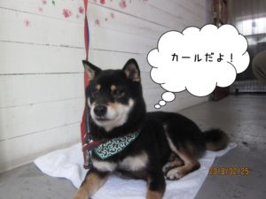 おすわりくつろぎ柴犬