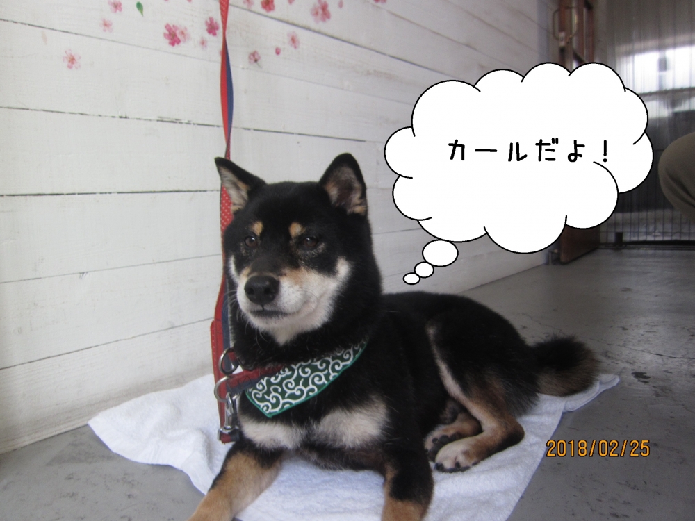 おすわりくつろぎ柴犬