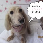 キュートなミニチュアダックス