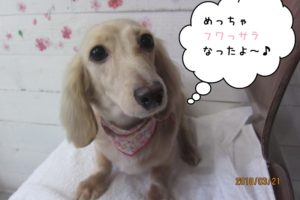 キュートなミニチュアダックス