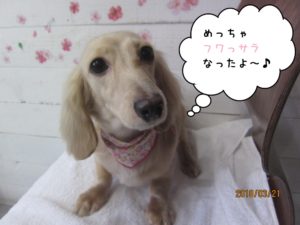 キュートなミニチュアダックス