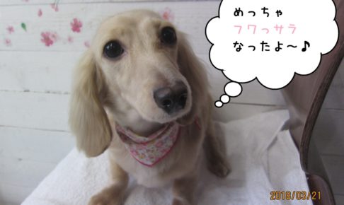 キュートなミニチュアダックス