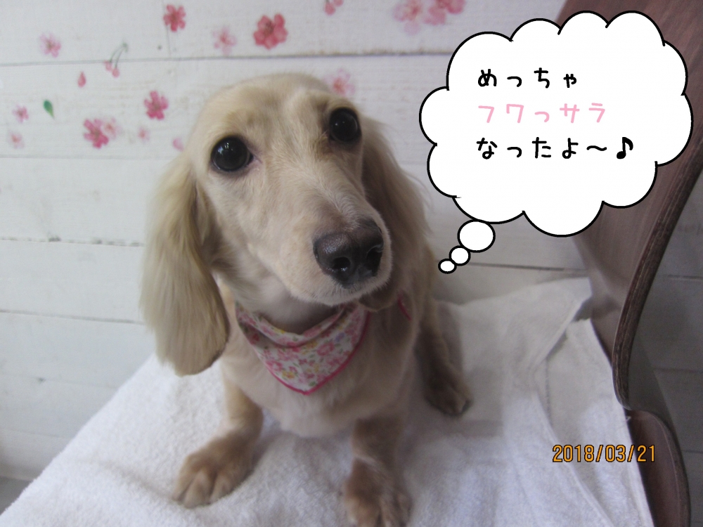 キュートなミニチュアダックス