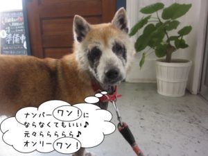 施術後柴犬