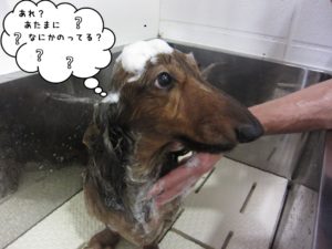 シャンプー中ミニチュアダックス