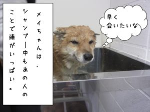 シャンプー中柴犬