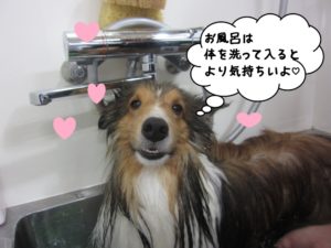 スパ中シェルティー