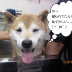 スパ中笑顔柴犬