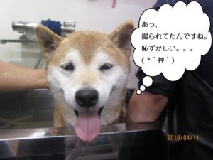 スパ中笑顔柴犬