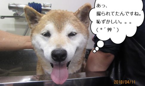 スパ中笑顔柴犬