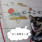 富士山にっこり黒柴犬