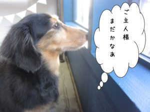 施術後ミニチュアダックス