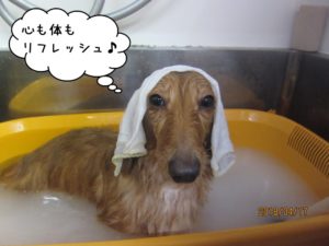 スパ中ミニチュアダックス