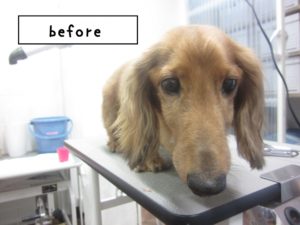 カット前ミニチュアダックス