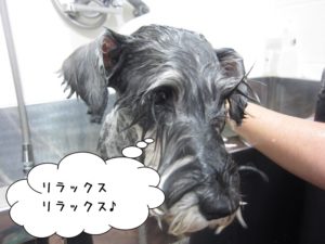 シャンプー中Mシュナ