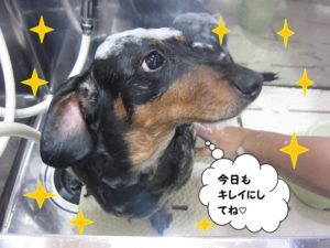 シャンプー中ミニチュアダックス