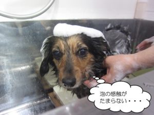 シャンプー中ミックス