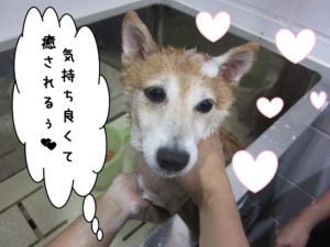 シャンプー中豆柴