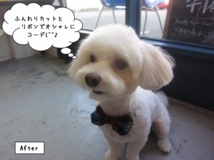 カット後マルチーズ