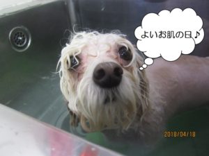 スパ中マルチーズ