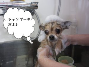 シャンプー中だよチワワ