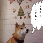 クリスマスおすまし豆柴