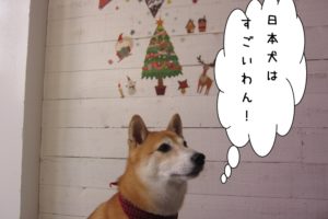 クリスマスおすまし豆柴