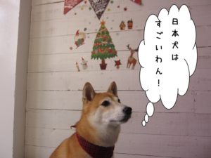 クリスマスおすまし豆柴