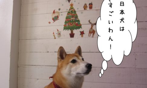 クリスマスおすまし豆柴