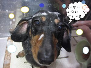 シャンプー中ミニチュアダックス