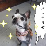 えっへんボストンテリア