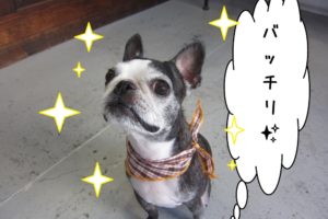 えっへんボストンテリア