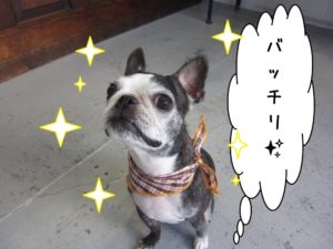 えっへんボストンテリア