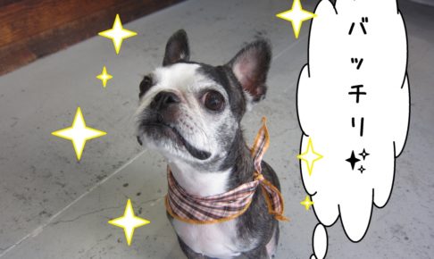 えっへんボストンテリア